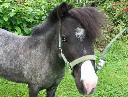 MEET OUR PEGASUS TRA THERAPY HORSES Big Mac Big Mac is a miniature horse who was purchased for our riders, so they may love and groom a horse that does not tower above them.
