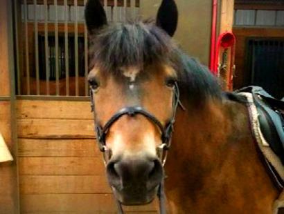 Chai Chai is a Halflinger who we acquired from a private owner in Connecticut. His previous work in 4-H and other riding programs makes him an excellent addition for our under-saddle riders.