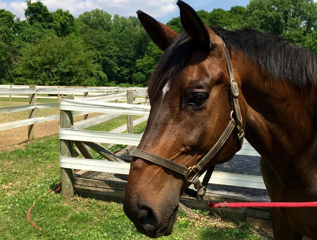 Mikey Mikey is a Hanoverian who is at Pegasus on a free lease. Coming to us from New Jersey, he has a background showing Grand Prix and dressage.