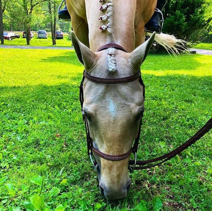 Oro Oro is a Quarter Horse who is very easy going and mellow. He previously worked at a local school helping students learn basic horsemanship skills.