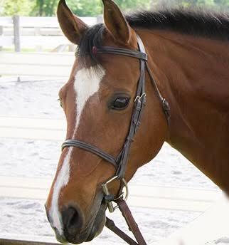 He is also the perfect gentleman in lessons! Prince Caspian Caspian is an Arab pony cross breed and former show pony.