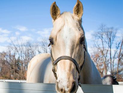 Sunny Sunny is a Palomino gelding who comes to us from a reining background.