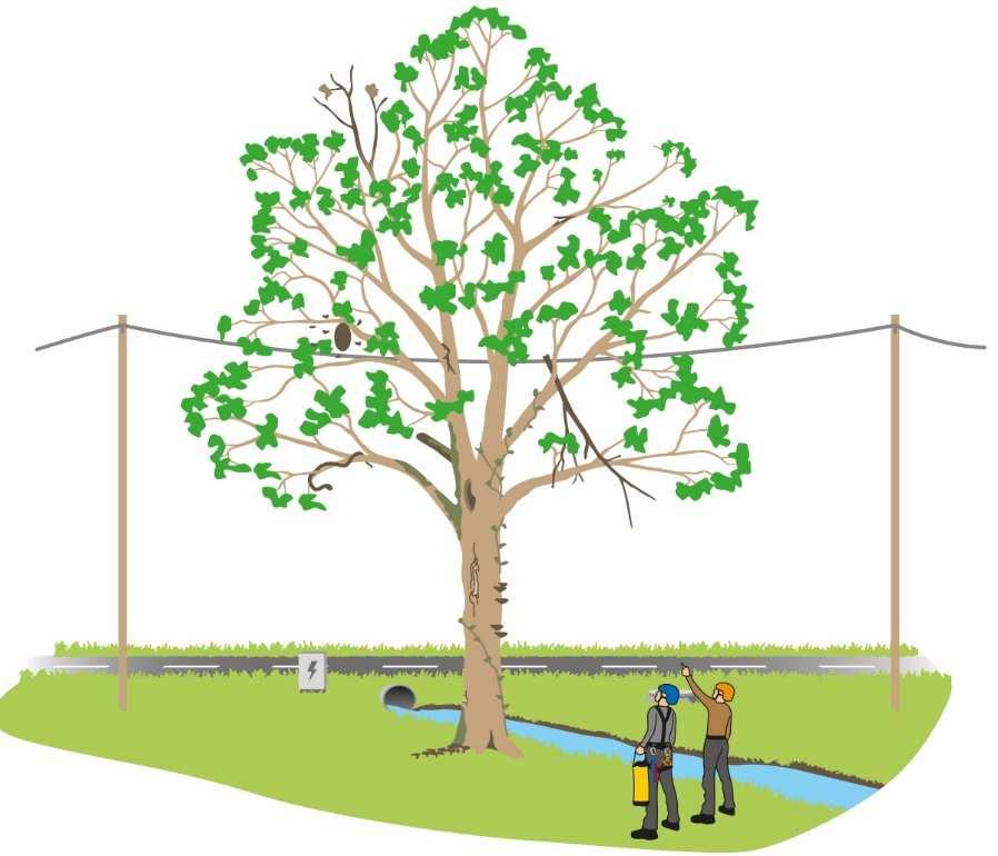 Third Risk Zone - The tree: Here you need to go through the whole tree as in Fig. 3: from the area around the tree, the tree base, trunk crown up to the end of all small limbs. Prevent.