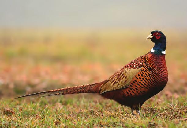 the shot is almost always a surprise, and you don t want your ammo choice to let you down. Our product line begins with soft recoiling Classic Game loads for quail and chukar.