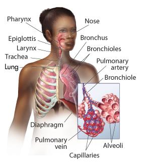 Lungs The bronchioles continue to divide until they end at a series of tiny air sacs called alveoli.
