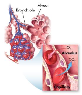 Gas Exchange Carbon dioxide diffuses from blood into the alveoli because