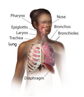 Inhalation The lungs are sealed in two sacs, called pleural membranes, inside the chest
