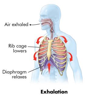 Exhalation During exhalation, both the rib cage and the diaphragm relax, decreasing the volume of the chest