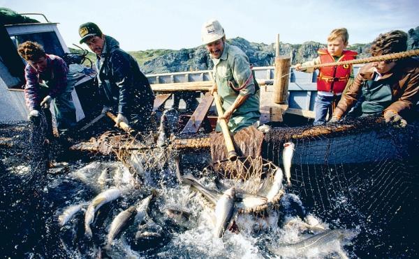 Ratchet effect: Canadian Atlantic cod fishery Federal