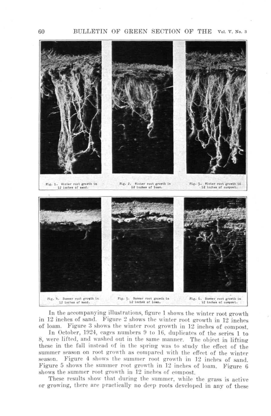 60 BULLETIN OF GREEN SECTION OF THE vol. v. No. 3 lit. 1- (Inter roat growth la fig. 2. tintwr root growth In Fig. J. finter root growth to 12 lacao* of»and. 12 lr.chww of loam. 12 lnchtt of compoot.