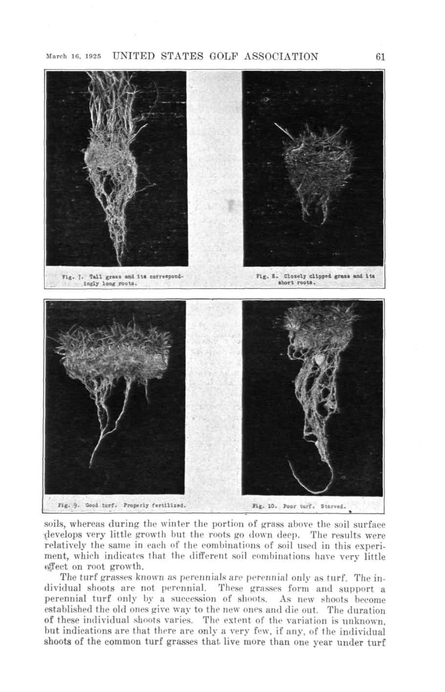 March i6. 1925 UNITED STATES GOLF ASSOCIATION 61 l. ' i ft Wi" 1 ft fl lb **' v ft a Tig. J. Tsll gra»» and it* correspondingly long roots. Fig. S. Closely clipped grass and lt» short roots.