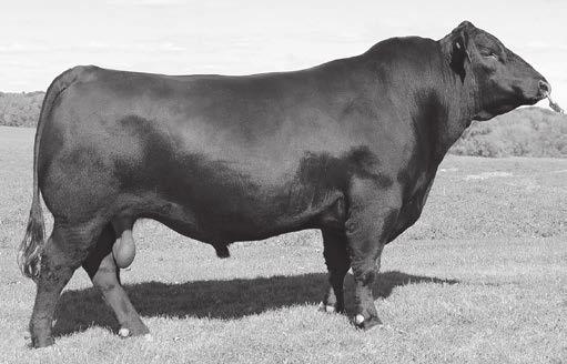 032 FOUNDATION is a big hipped, great footed bull with a +30 for docility.