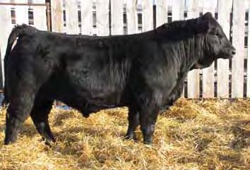 32 KNH PEACHES 83P MM: -0.3 MWW: 21.2 API: 122.0 TI: 73.0 The first Olie bull calf born this spring has been a standout all season.