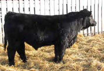 0 Solid black, smooth polled, moderated framed and clean fronted best describes this young bull. His Magnum sired mama has great individual performance.