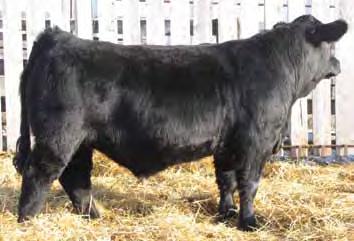 Has a super Nophalt dam that goes back to J86 a 600U female that produced many sale favorites. Keep his heifers and the steers will be some of your best.