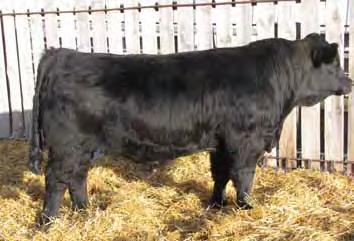 08 RFS MAGGIE MM: -0.6 API: 107.0 MWW: 26.4 TI: 71.0 This may be the youngest bull in our sale but, his performance and quality landed him in the bull pen this fall.