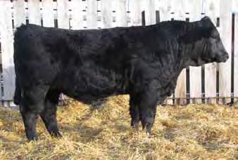 0 The bull, In Dew Time, is known for calving ease and low birth weights. Y117 adds performance to this package. His Rambler sired second calf dam is doing a stellar job.