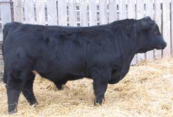 0 Is a calving ease Shear Force son that posted a big weaning weight. His ratio for weaning weight was 104, and yearling is 103. His dam is a Rambler first calf heifer that has a very bright future.