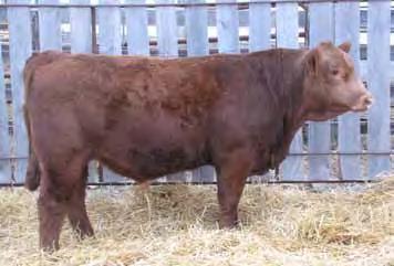 0 Here is a smooth sided, deep bodied Amigo son. His dam is a young Freedom cow that goes back to U95, one of the foundation cows in our herd.