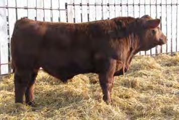 0 This bull came to us in a bred heifer purchase from Hook Farms in 2011. His dam is a full sib to our now deceased Radar bull. He is dark red, long as a train car and weaned off a whopper.
