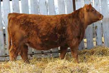 35 MCE: na LADY SARGE G7122 1937525 R P MM: 7.7 API: 127.4 MM: 4.45 RUFFY BROOK SIMMENTALS MWW: 20.4 TI: 63.1 MW: 14.85 RBS Jenny X122 is a solid black heifer sired by HC Hummer 12M.