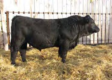 9 As you look through this catalog, Mytty In Focus may have more bulls and females than any one sire. His sons and daughters work in our program and X210 may be just the herd bull for yours.