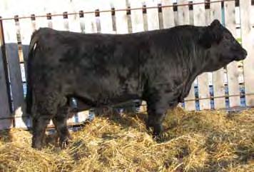 47 NFF RCC PARTY GIRL P4170 RUFFY BROOK SIMMENTALS MM: 2.3 MWW: 17.3 API: 111.7 TI: 65.4 RBS Topper X107 is a solid black bull sired by the calving ease bull Sure Bet.