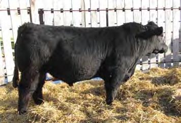 3 RBS Rocket X111 is a solid black fall born bull sired by the popular Dream On Bull. He is an outstanding bull out of a first calf heifer. If you re looking for a all around bull don t miss this one.