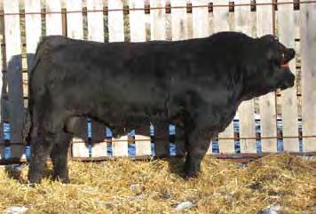 2 RBS Rito X169 is a solid black fall born bull sired by the popular Dream On Sire. His Big Sky dam never misses having a keeper calf. His female progeny will be the kind you want to keep.