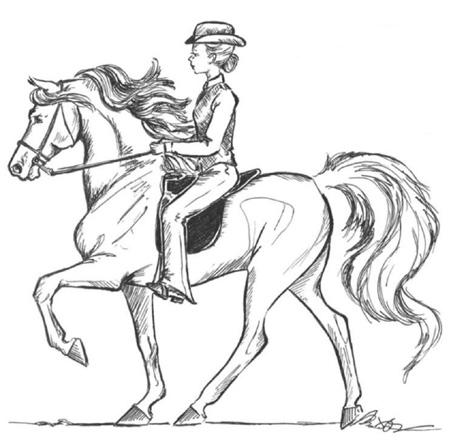 The gait should have an elastic rolling quality that is free-flowing from the shoulder; where the rider is not over-riding, extremely heavy handed or compensating for choppy stride.