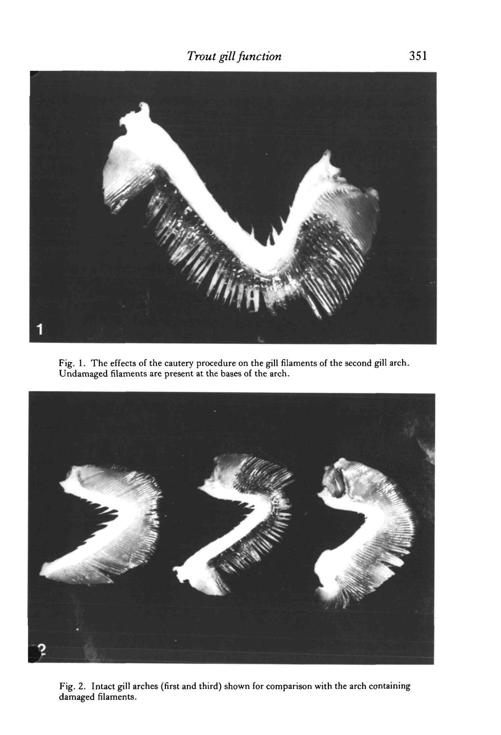 Trout gill function 351 Fig. 1. The effects of the cautery procedure on the gill filaments of the second gill arch.