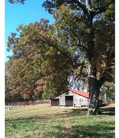 pastures - approximately 30-acres fenced with horse-safe woven wire, allow for ample rotation of horses, all with access