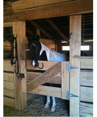 . Six stall barn with wide central hall, cross-tie stall and tack room.