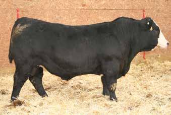 We weighed this set of bulls on Feb, 20th, and this was a little younger than normal, usually late March or early April. This did enhance their 205 wts quite a bit.