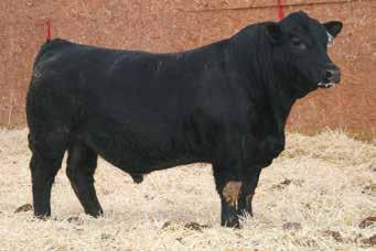 032 0.66 128.0 74.8 This Capitalist grandson is out of one of our high selling bulls a few years ago. We sampled him that year, got along very well.