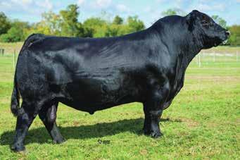 Not only out of a top sire, but a superb dam. She is very complete, very easy fleshing, deep bodied. His dam has a good of an udder as you can find. I expect great things out of this guy.