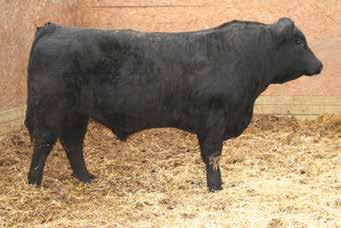 7 A very gentle Top 10 son, very easy to be around, and easy to appreciate. He is very clean made and has a stunning profile. He should sire calves that are fancy, long bodied, and heavy at sale time.