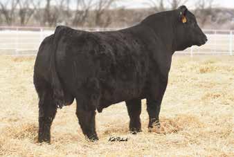 52 122.9 70.7 Maybe one of the youngest, but certainly not one of the smallest. This bull excelled at weaning and never looked back.