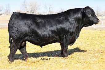 5 A real nice Pride son out of one of our stoutest cows, he should sire calves that perform well. They will be big, stout, and classy.