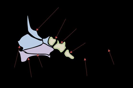 sphenoid around the pituitary gland and from the sella turcica.