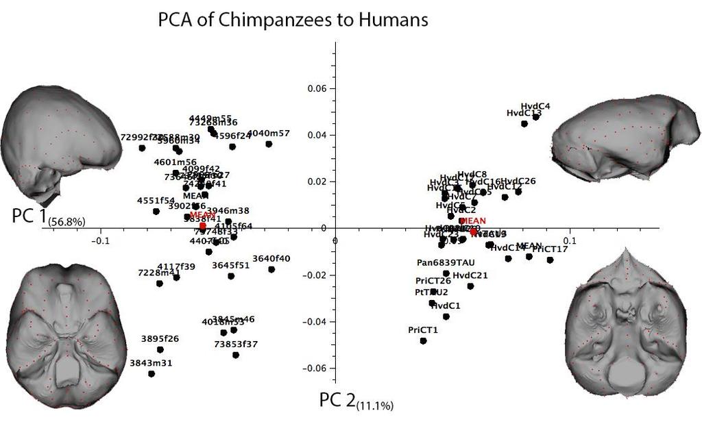 Shape differences between chimpanzees and humans.
