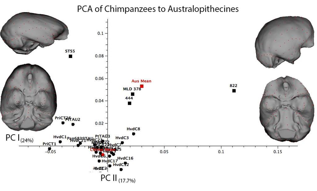 Shape differences between chimpanzees and australopithecines Figure 5: