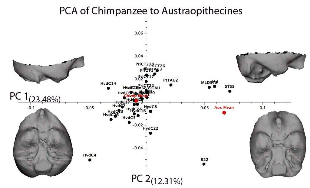 Note the globular endocranial shape of australopithecines.