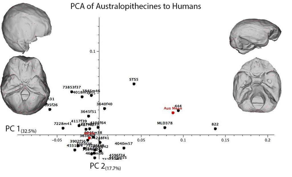 Shape differences between australopithecines and humans Figure 7: Complete endocranium shape