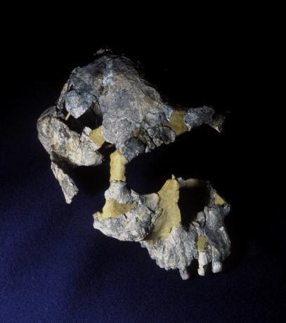 as Paranthropus boisei). While A. afarensis and A. bosiei are found solely in East Africa, A. africanus and A. robustus are known only South Africa. Many studies suggests that A.