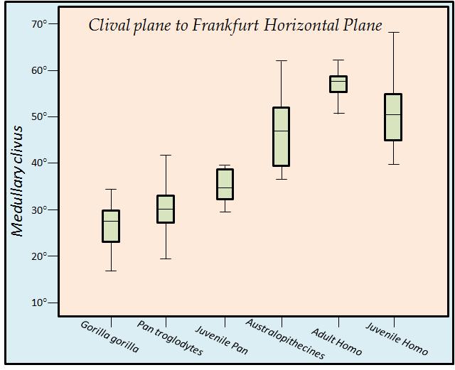 The clival plane (Figure 9) is most horizontal in gorillas with an average of 26.29 (SD=6.3; range 16.9-34.4); chimpanzees average with 29.93 (SD=5.26; range 19.4-41.8); juvenile chimpanzees 35.