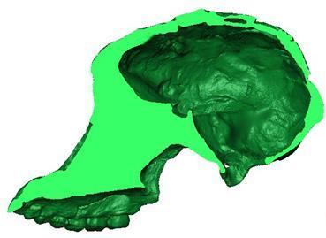Appendix I: Midsagittal sections of fossil hominids used in this study a b Figure 1: a) Midsagittal view of MLD 37/38; b) Midsagittal view STS