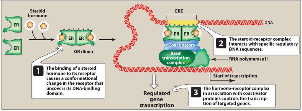 Estrogens Upon ligand binding, the ER receptor undergoes a conform-ational change and forms