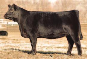 Her dam was a Denver champion and sale topper many times, Cherry Bomb is as consistent as they come and we would expect this great daughter of her to follow in those big footprints.