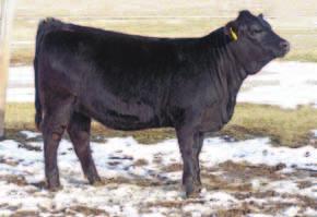BW: 75 This 3/4 blood heifer has big time potential. Sired by the popular Genex bull, BMR Explorer and out of an impressive 1/2 blood Powerline cow, X075 s best days are yet to come.